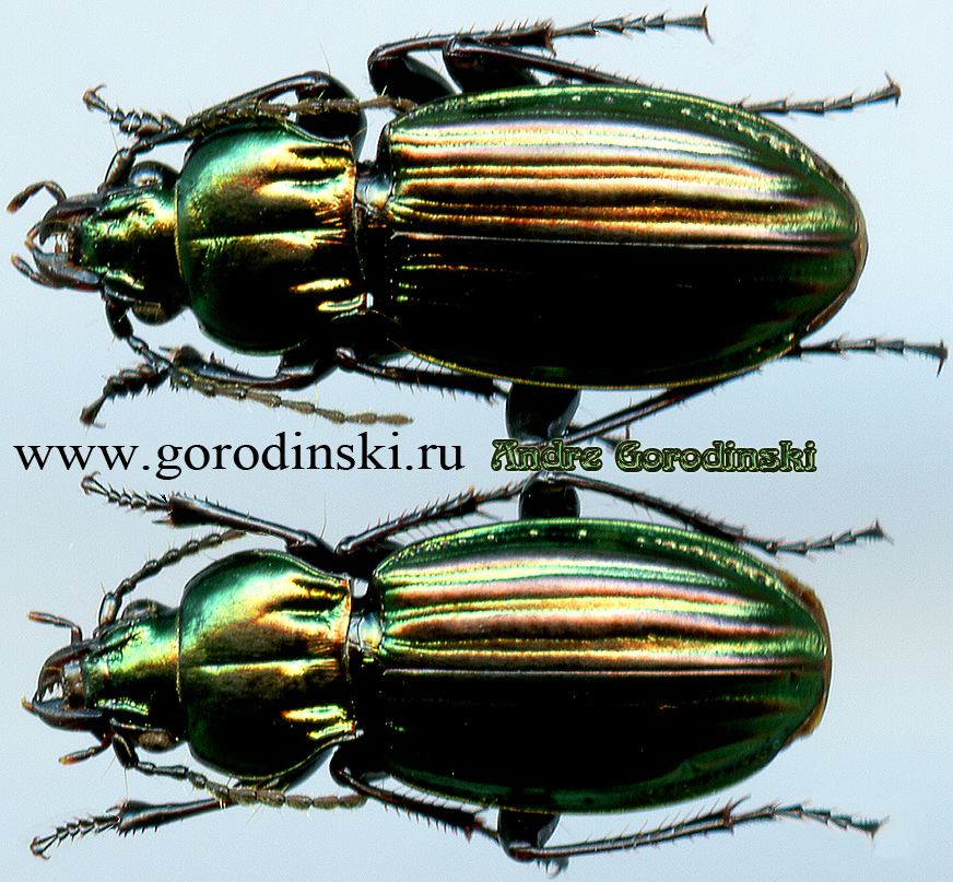 http://www.gorodinski.ru/carabidae/Aristochroa latecostata.jpg